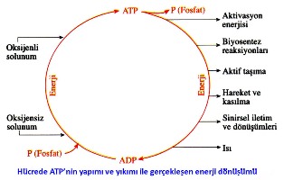 ATP donusum