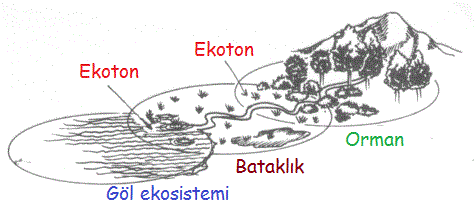 ekosistemekolojisi7