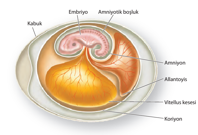 embriyonikortu2