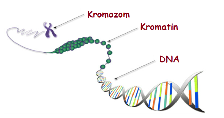 kromatinkromozomDNA