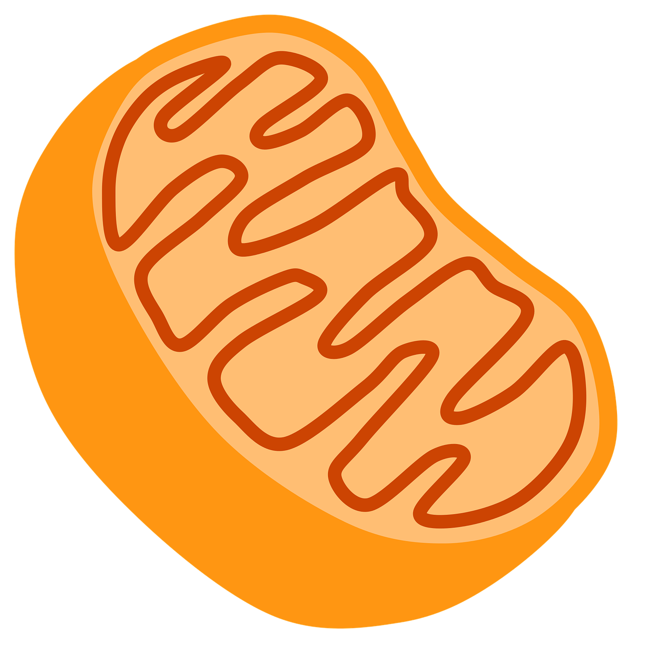 mitookondri