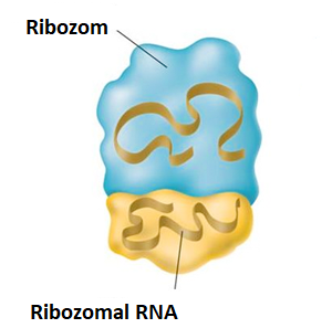 ribosomalRNA