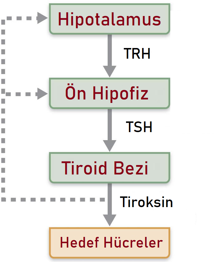 tiroksin TSH TRH feedback